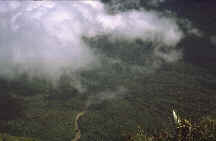 Regenwald in (Britisch-)Guayana